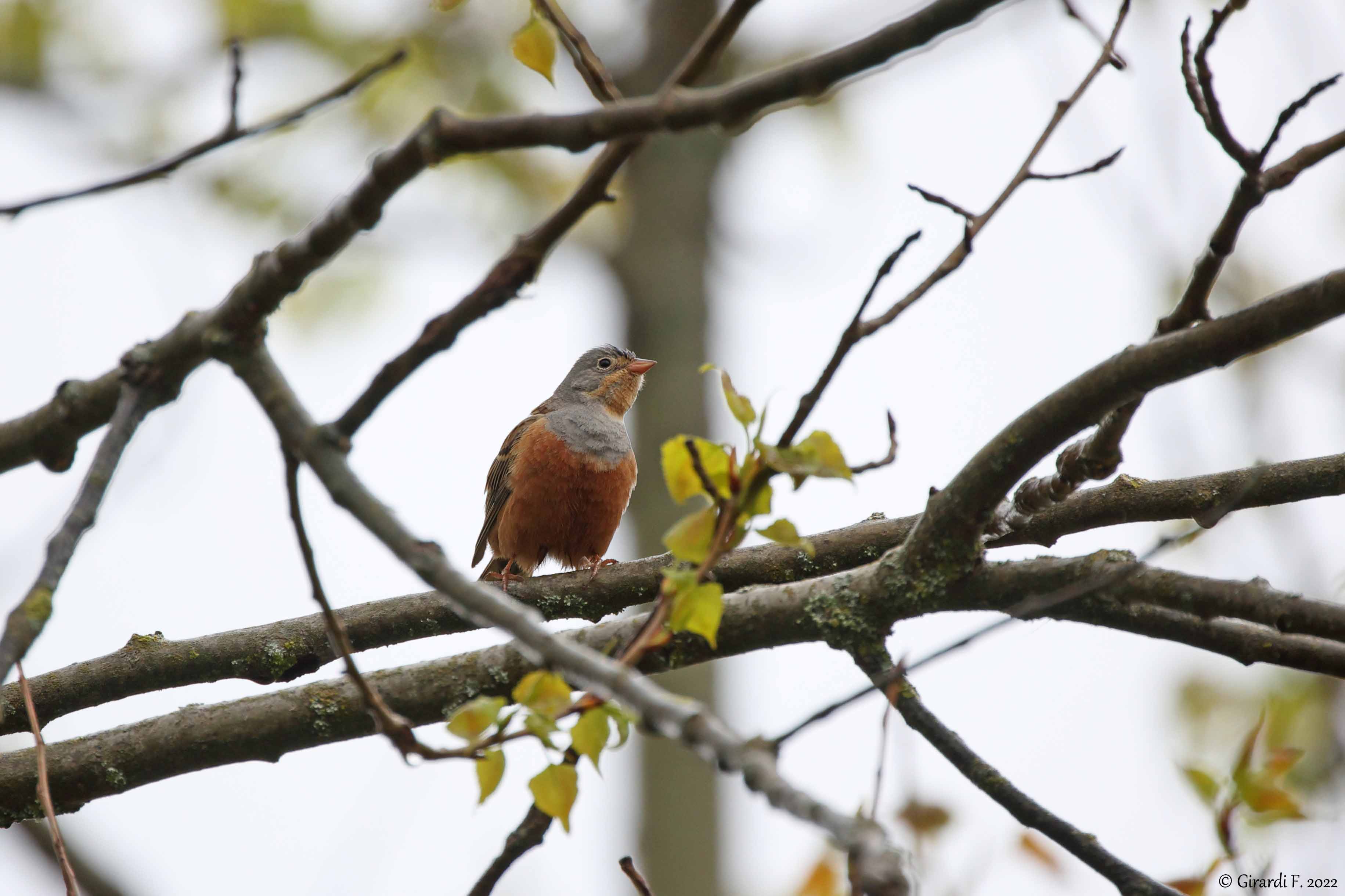 Ortolano grigio (Emberiza caesia), maschio